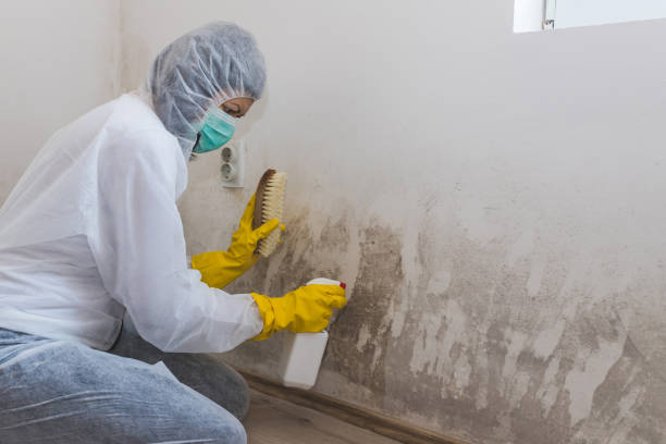 Mold Documentation for Insurance Claims in Loma Linda, CA